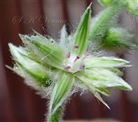   Central bisexual flower